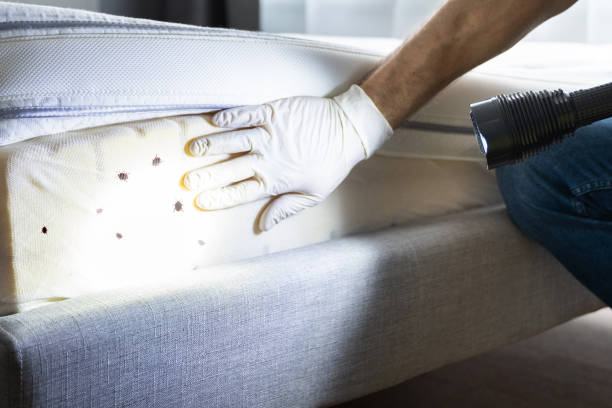 Best Termite Control Services  in Pacific City, OR